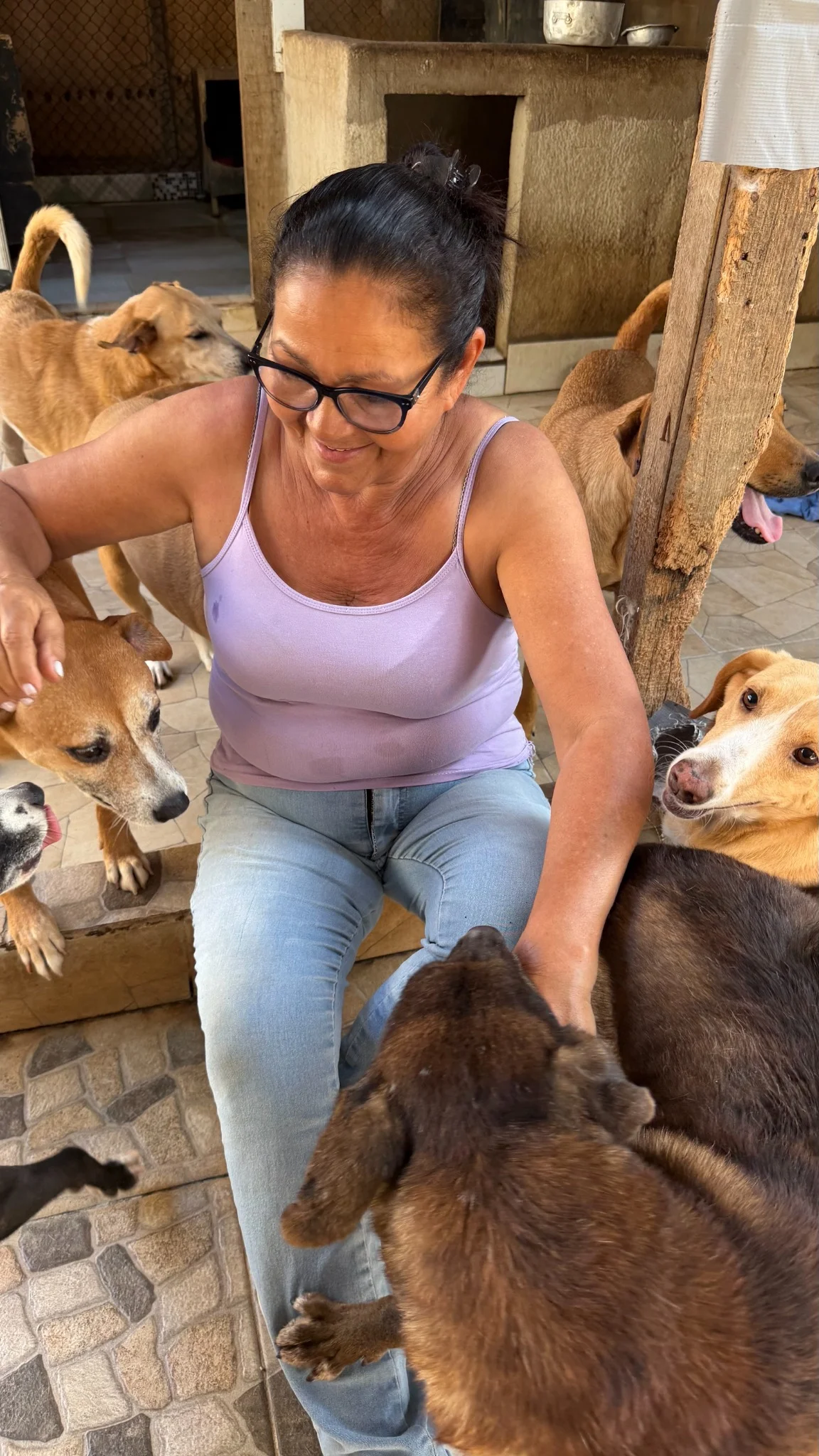 Cão resgatado aguardando adoção