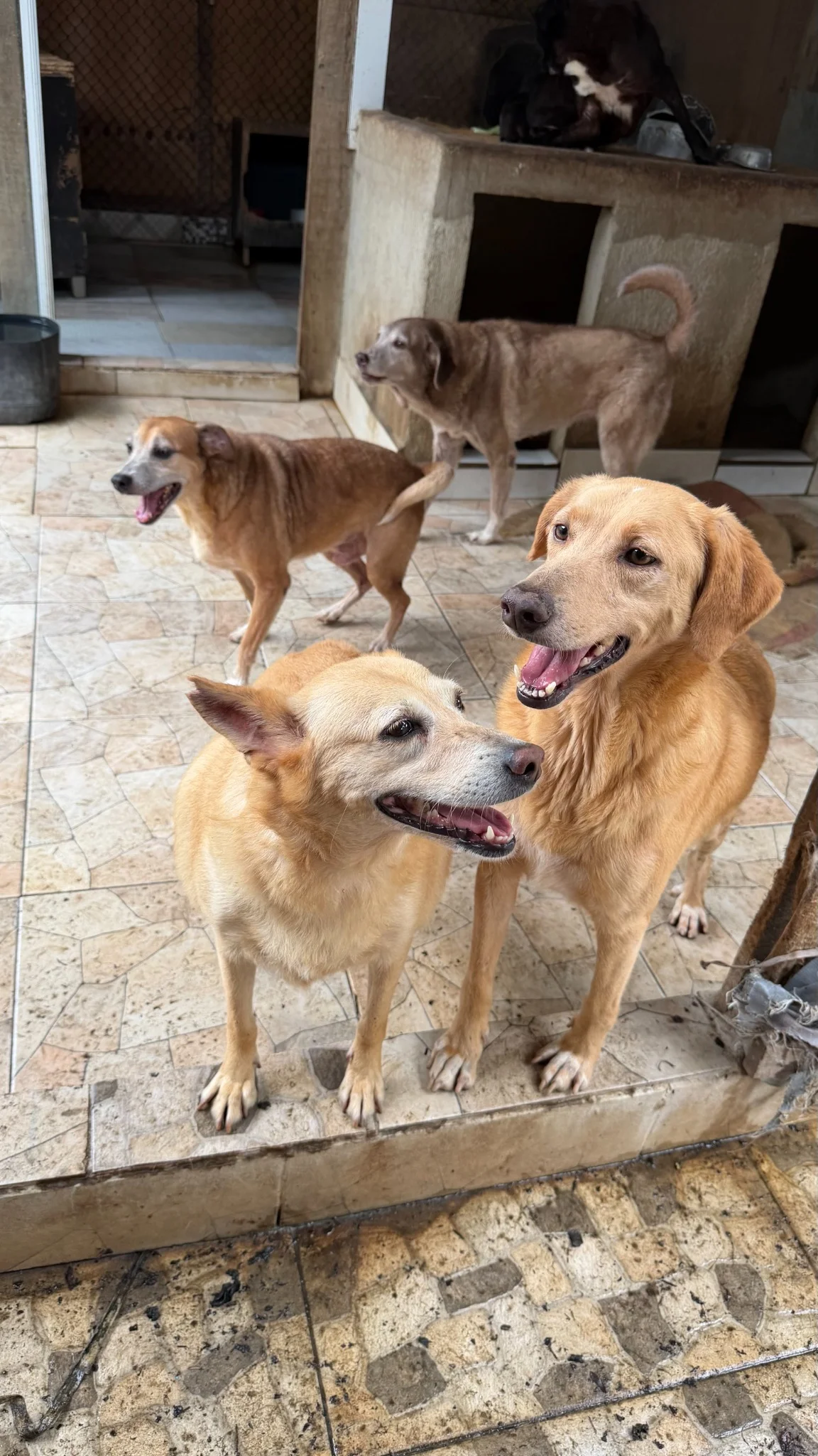 Cães protegidos no abrigo